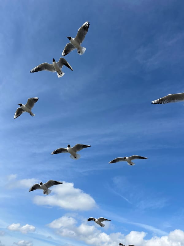 Seagulls fed by hand at urban waterfront