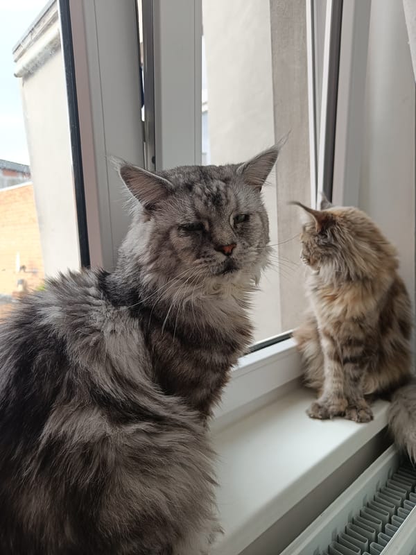 Maine Coon cats spotted on windowsill in Leuven