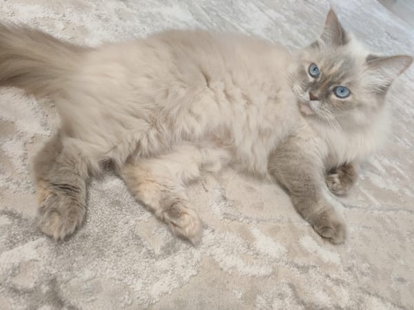 Long-haired cat with blue eyes rests on rug in Podolsk