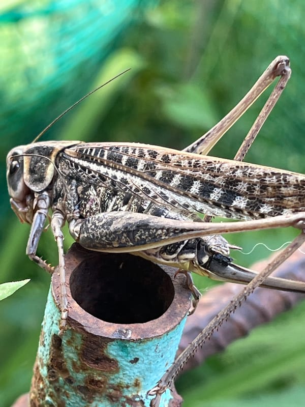 Grasshoppers, cats, and street life in rural Russia