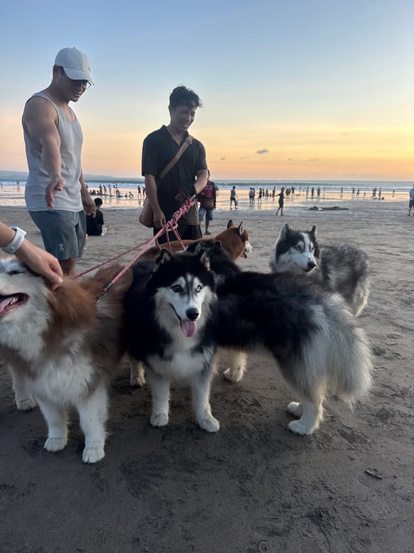 Evening beach activities and husky dog walker draw crowds at Kuta