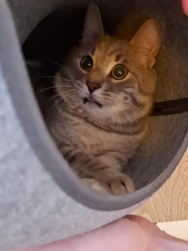 Tabby cat observed resting in grey bed, covering face