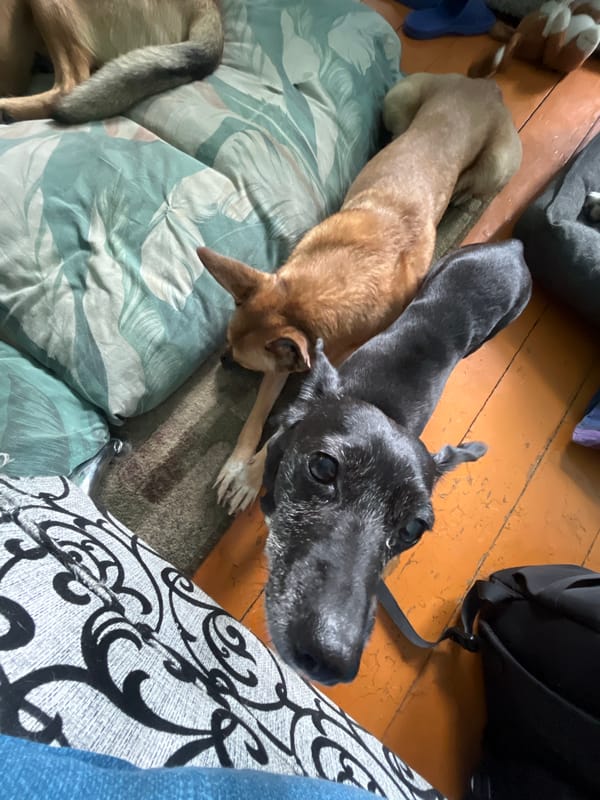 Dogs and cat enjoy quiet morning at Russian home