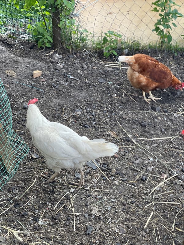 Farm animals and afternoon downtime in rural Zarechny