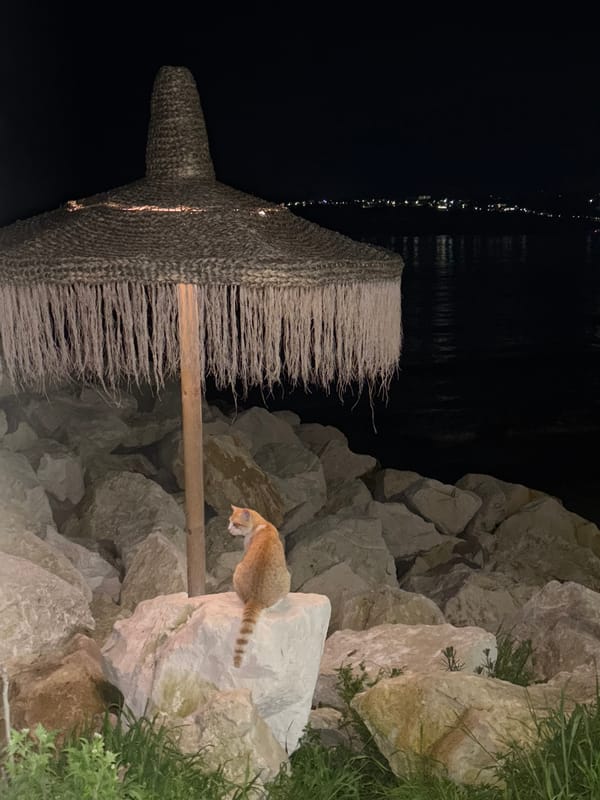 Cat spotted on seaside rocks in Varna, Bulgaria