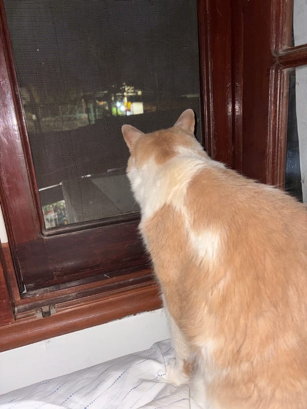 Cat peers through window screen in Oaxaca City