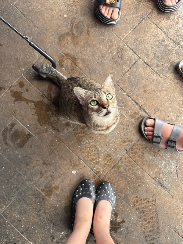 Early morning street scene in George Town features cat, food vendor