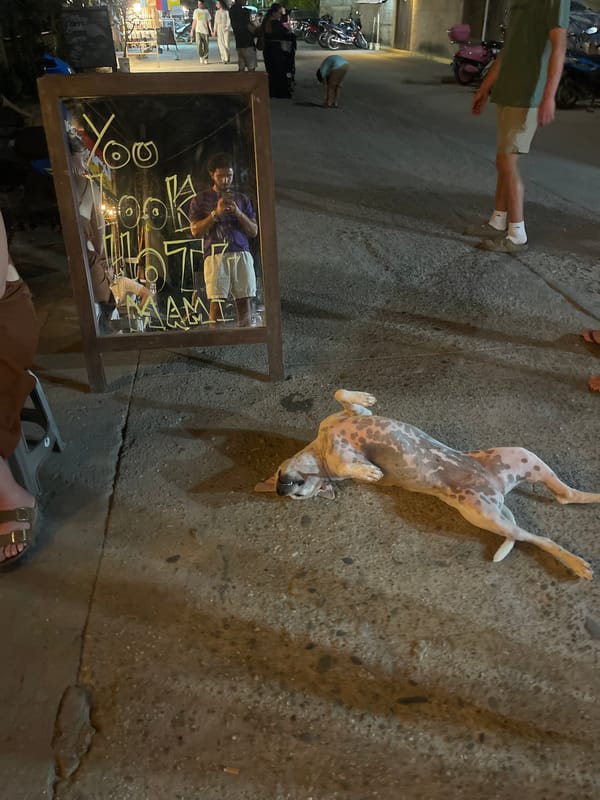 Dog lies on back in street in Brisas de Zicatela