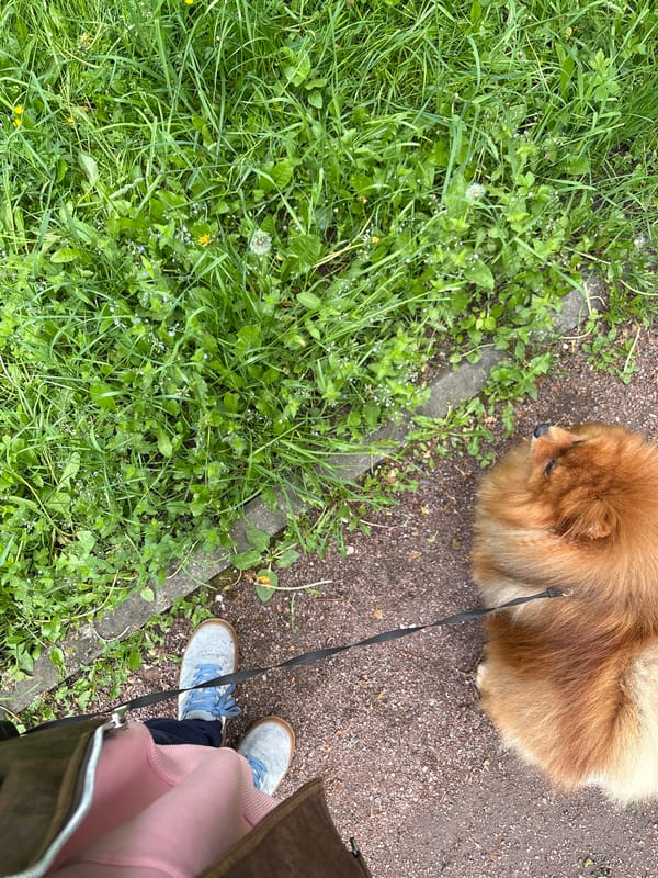 Morning dog walk captured in Moscow park