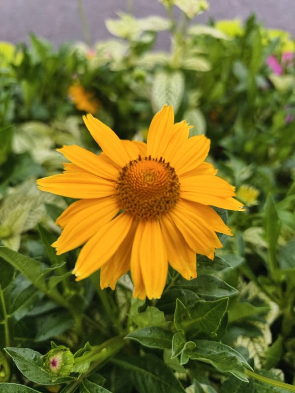 Colorful summer flowers in Linköping, Sweden
