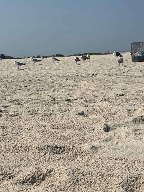 Afternoon at the beach: sand, waves, and seagulls