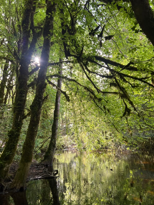 Forest canopy views documented across western Ireland locations