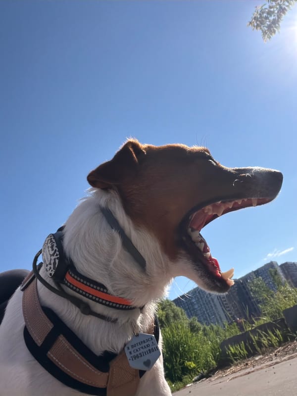 Morning walk in Moscow with a Jack Russell Terrier