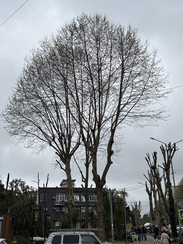 Spring buds emerge on tree in Sochi public space