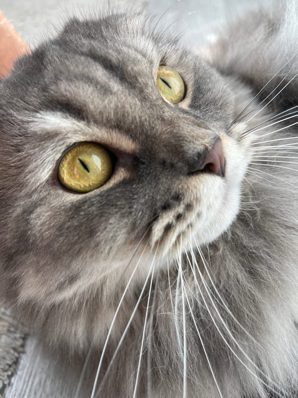 Gray cat, monster plushies, and a turtle at home