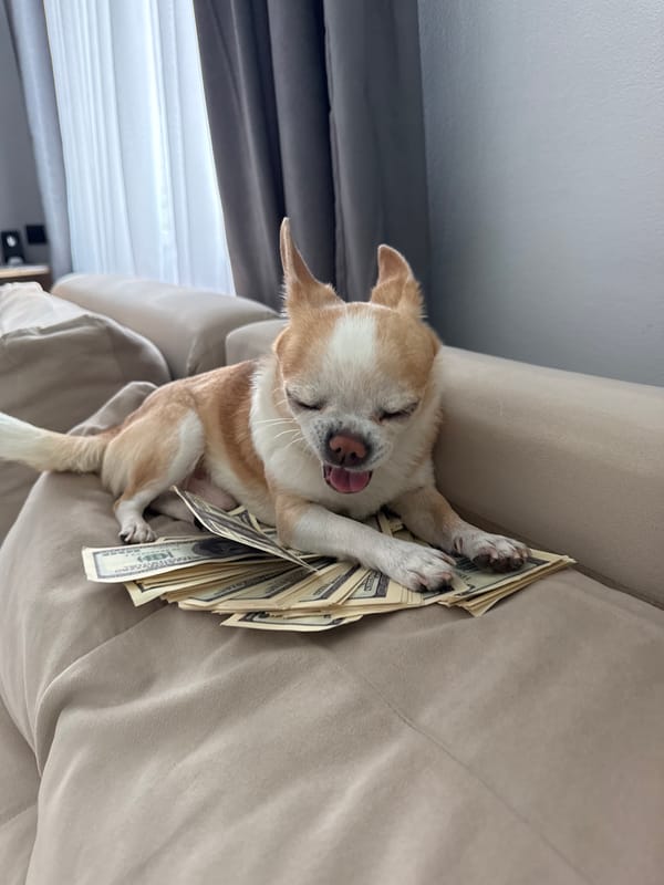 Chihuahua, cash stacks observed in indoor setting