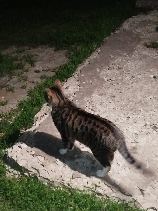 Nighttime cat sightings and solitary walker documented outdoors