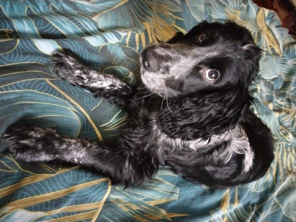 Dog rests on patterned bedding in Murmansk home