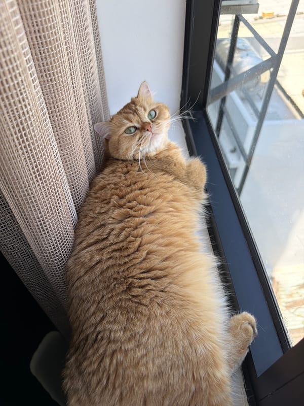Cat rests upside down near window in Đà Nẵng