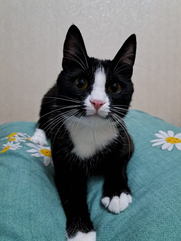 Black and white cat at home, multiple close-up angles