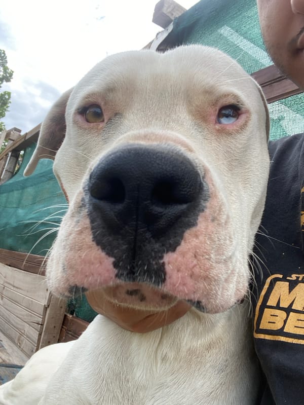Woman documents daily moments with white dog in Sumalao, Argentina