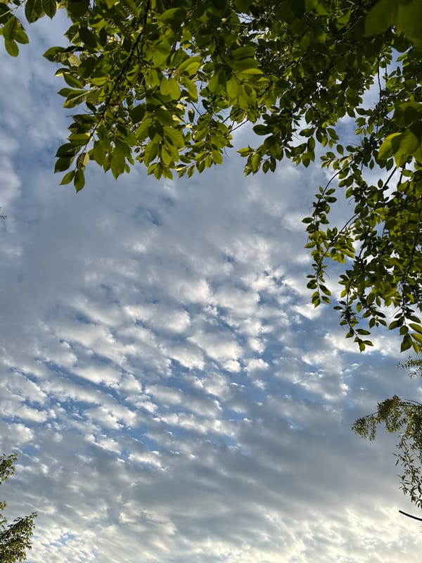 Altocumulus clouds observed through trees in Gorno-Altaysk