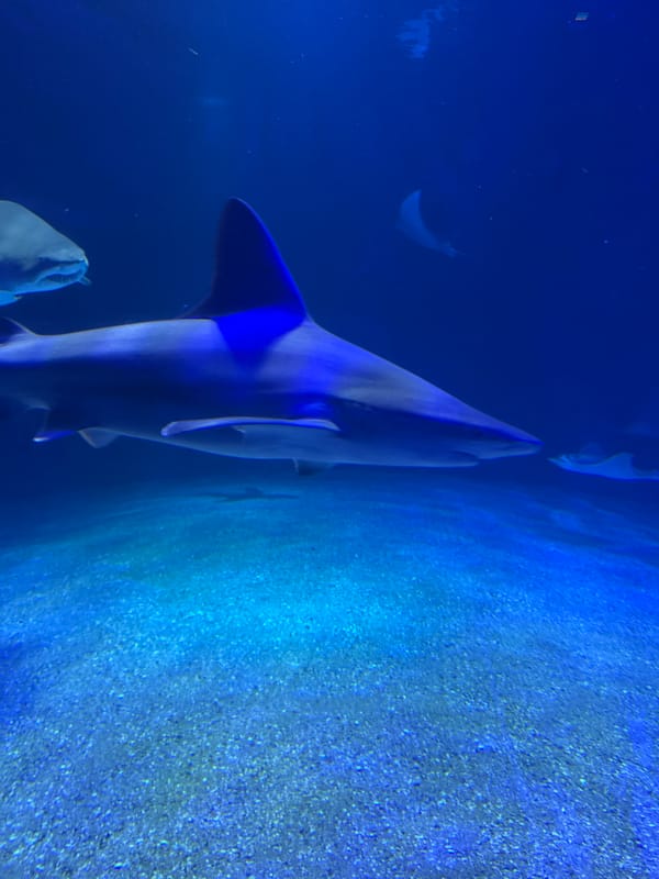 Sharks observed at Valencia's Oceanogràfic aquarium Sunday afternoon