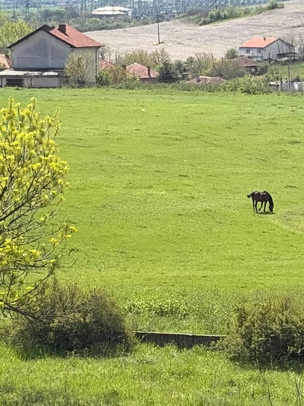 Rural landscape with grazing horse captured under sunny skies