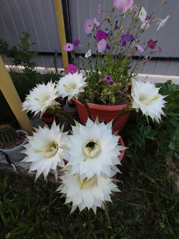 Blooming cacti and kittens in a Moldovan garden