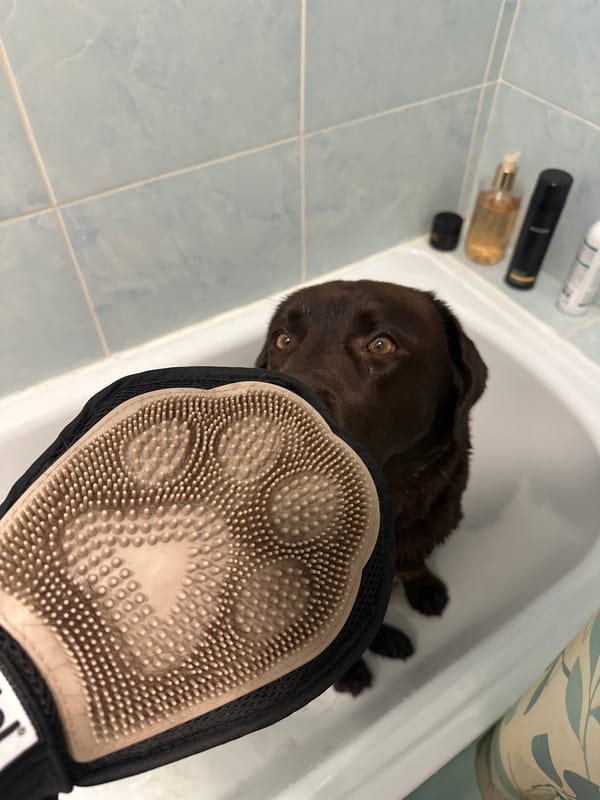 Dog bath night, sunset views from an apartment building