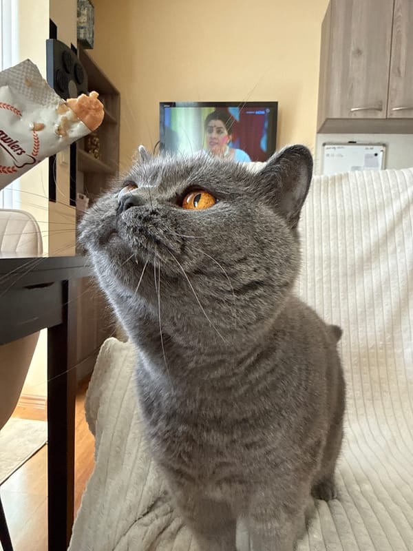 Grey cat's treat time captured in Plovdiv home