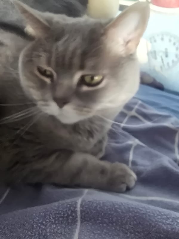 Gray cat rests on patterned blanket in Sofia home
