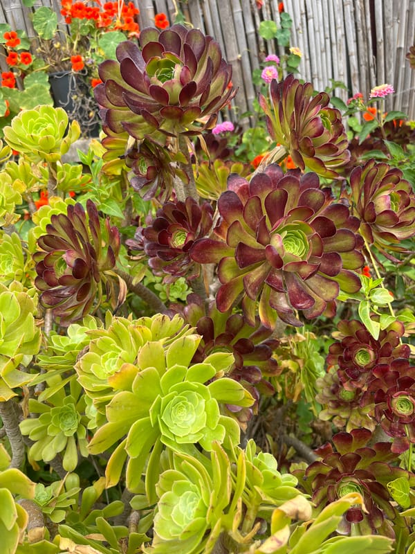 Garden documentation captured in Italian coastal town