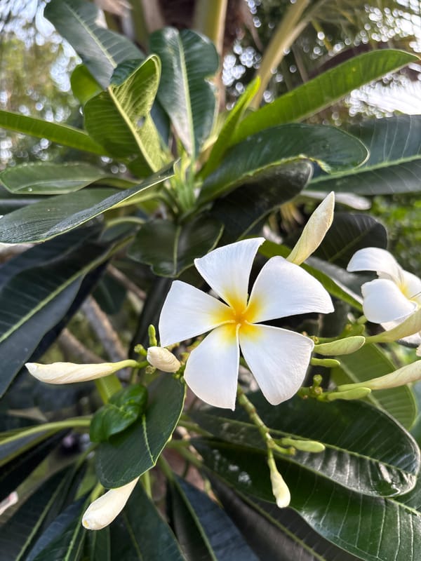 Tropical garden life documented in Karon, Thailand evening stroll