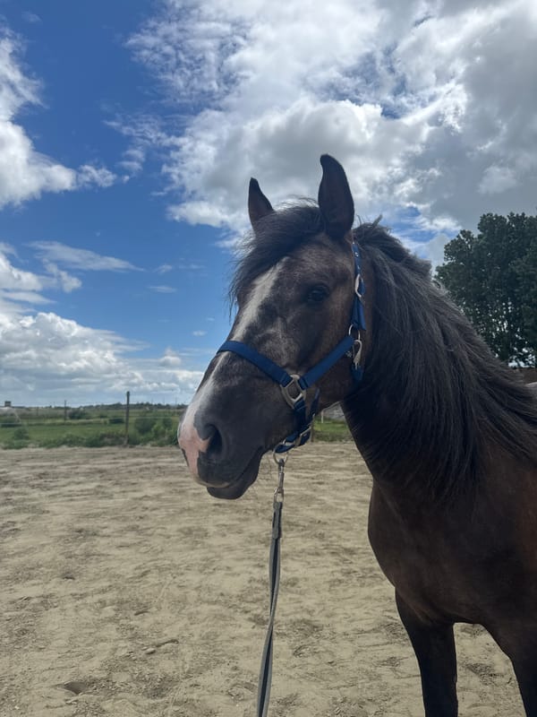 Horses observed during routine training at Belgian equestrian facilities
