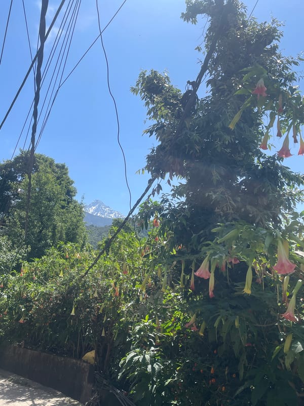 Early morning scenes captured across Dharamshala's Buddhist landscapes