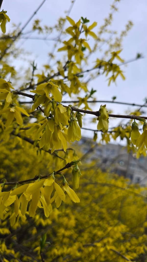 Spring flowers bloom across Pleven, Bulgaria