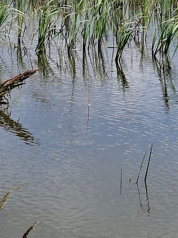 Solar panels, reeds, and cropfields in rural Moldova