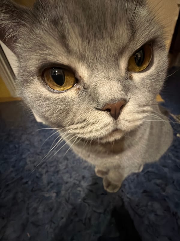 Grey cat with golden eyes photographed indoors in Perm