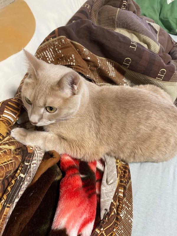 Cat rests on patterned blankets in Chaikovsky, Russia