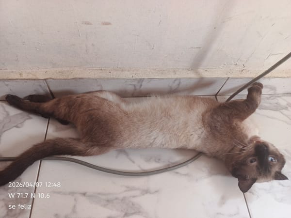 Siamese cat spotted lounging on marble floor in Venezuela