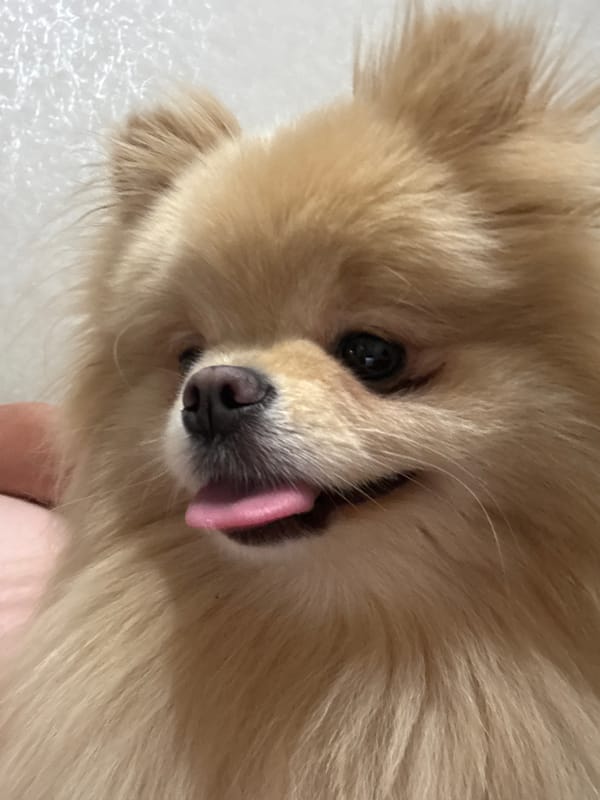 Pomeranian holds court on a green couch all afternoon