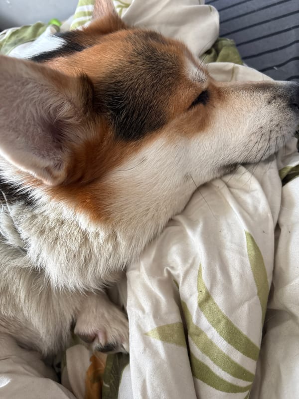 Pets resting peacefully captured in Izhevsk homes
