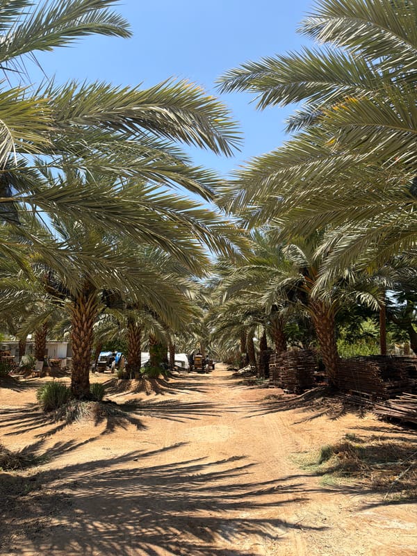 Date palms and desert wine: a morning at an Arava farm
