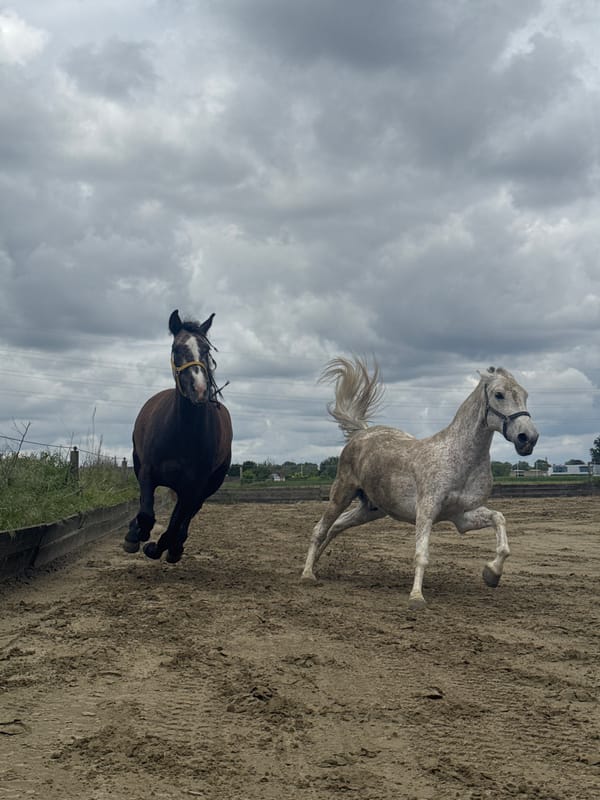 Horses observed at equestrian facility in Estaimpuis, Belgium