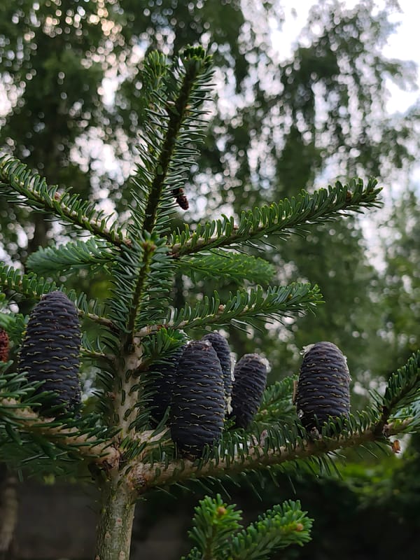 Close-up garden and forest details from a Belarus summer morning