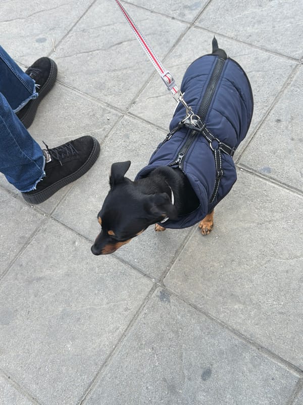 Afternoon street scenes and daily life documented across Sofia