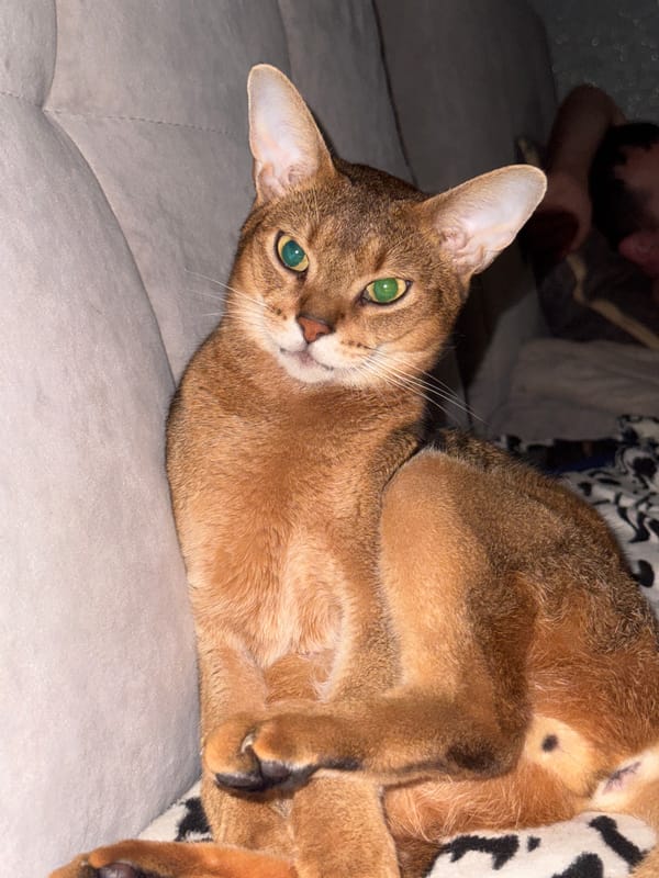 Abyssinian cat lounging on a gray couch, Noviy Russia