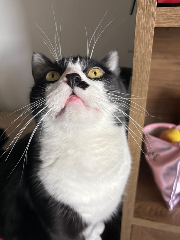 Black and white cat photographed close-up in Pernik, Bulgaria