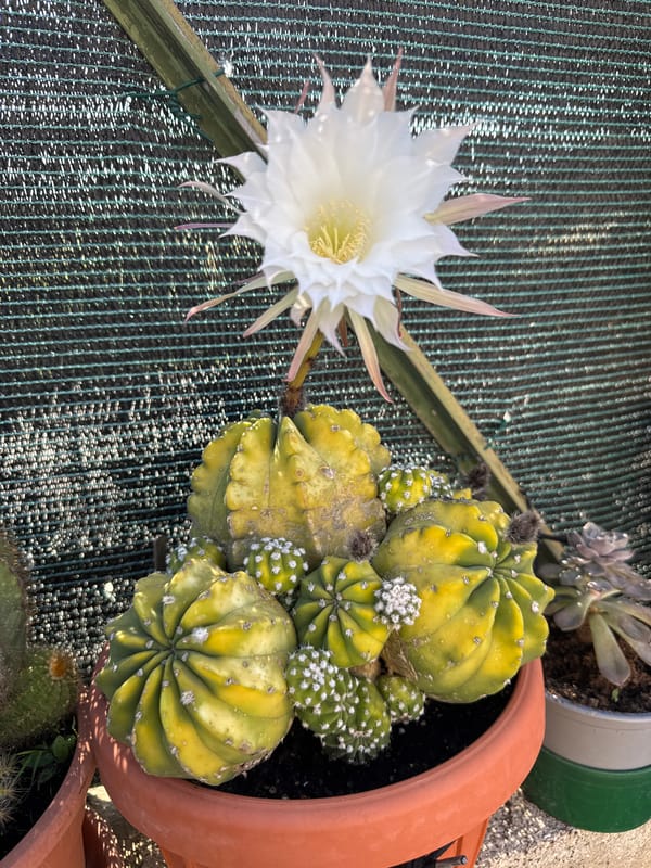 Morning cactus bloom display documented in Aprilia, Italy